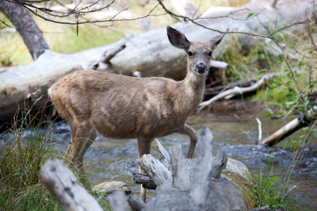 Roe deer, Lassen Volcanic National Park in California, USAの写真素材