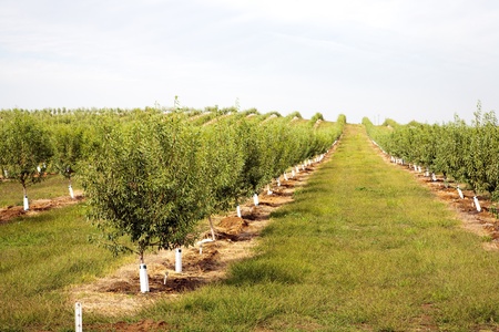 almond plantation in California, USAの写真素材