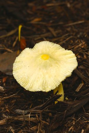yellow mushroomの写真素材