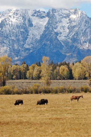 Surprise in the pastureの写真素材