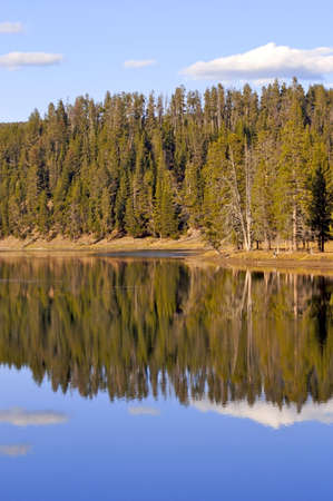 Riverside with pine trees and reflectionの写真素材