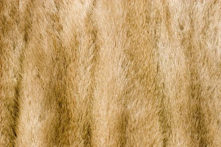 Mink fur alpha