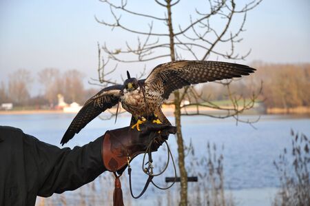 Falconer with hooded bird of prey on falconers handの写真素材