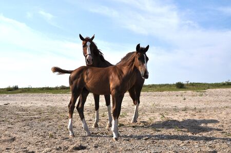 Two horses being curieus and alert on the beachの写真素材