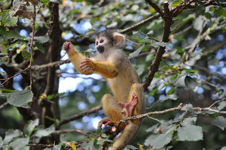 young monkey playing around in a tree