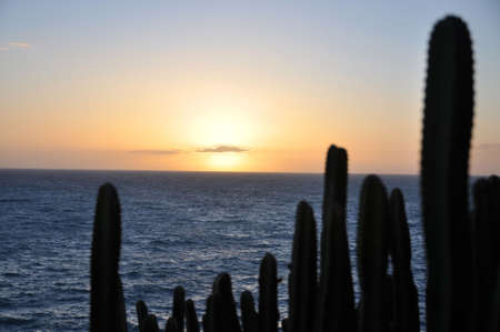 Sunset over Gran Canarian cactiの写真素材