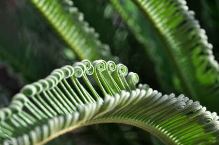 green curly cycad palmの写真素材