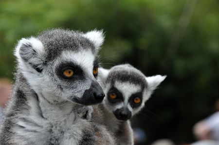 Catta lemur monkeys looking curious to the camera