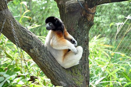 Sifaka lemur coronatus looking over his shoulders 