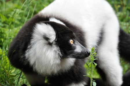 Curious Vari lemur looking whats happening overthereの写真素材