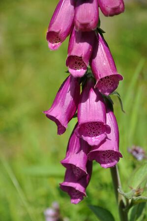 Cluster of spotted tubular Digitalis purpurea flowers