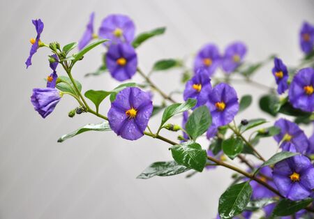A bunch of flowers of the Solanum Rantonettiの写真素材