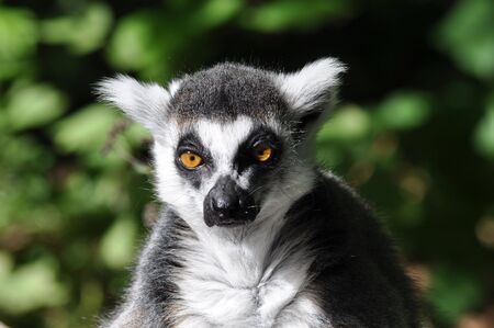 Black and white lemur looking dazzled