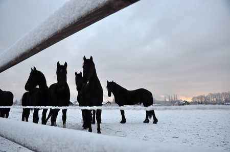 Group of Dutch Black horses in the snowの写真素材