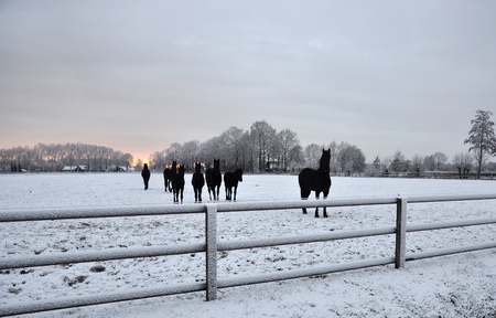 Group of Dutch Black horses in the snowの写真素材