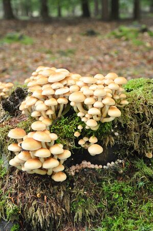 Group of Sulfur tuft mushrooms on a green trunc
