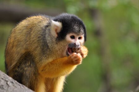 Saimiri monkey eating his lunch at the zoo