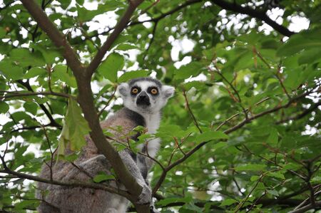 Catta lemur monkey looking for food in a treeの写真素材