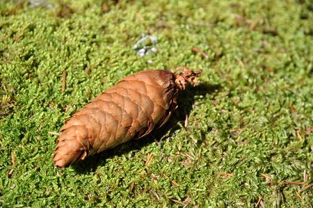 Big brown pinecone on green bed of mossの写真素材