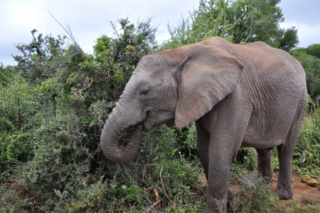 Elephant eating leaves from the bushes in South Africaの写真素材