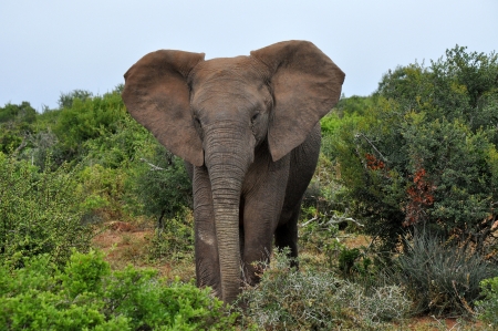 Majestic elephant walking towards me in Addo の写真素材