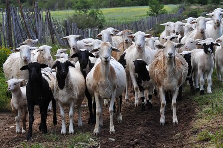 Herd of goats in the mountains of Swartberg South Africa