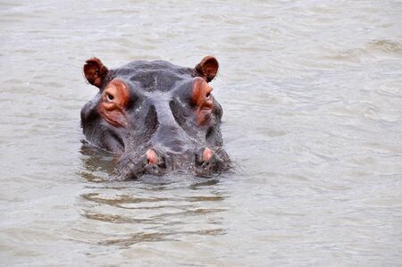 Huge hippo looking from the water in Sl Lucia laguneの写真素材