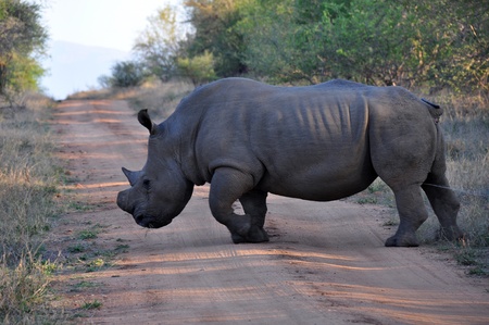 Large Rhino  scent-marking his territory by urinationの写真素材