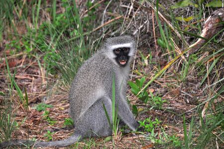 Vervet monkey on the ground in South Africa