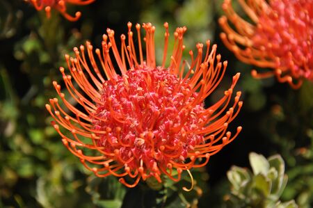 Protea pincushion found in South Africa's garden