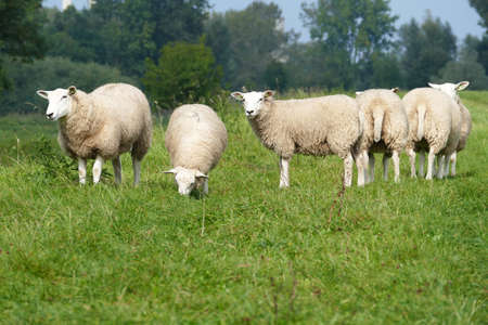 Flock of sheeps on a dike