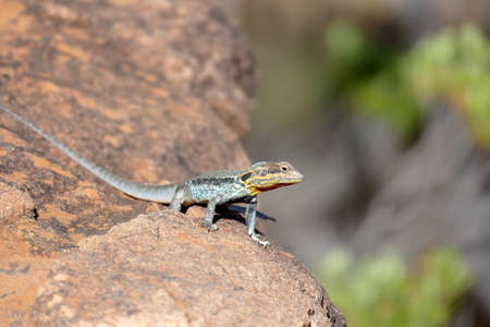 Australian lizardの写真素材