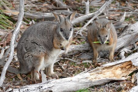Walibiesの写真素材