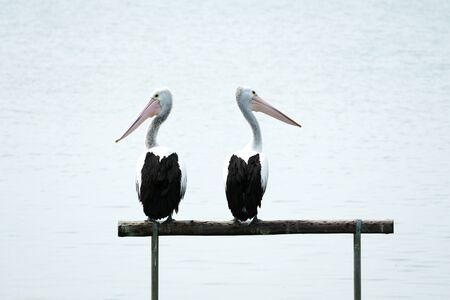 Pelicans looking aroundの写真素材