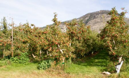 Apple orchard
