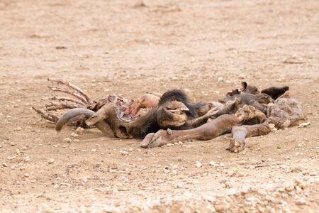 Wildebeest carcass in Kalahariの写真素材