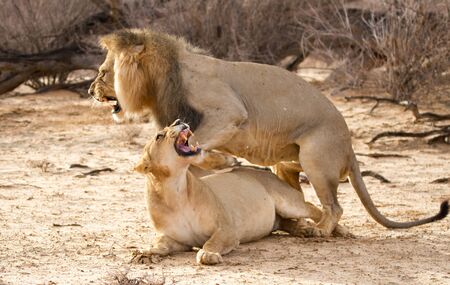 Lions mating Kalahariの写真素材