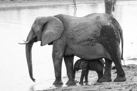 Baby elephant with motherの写真素材