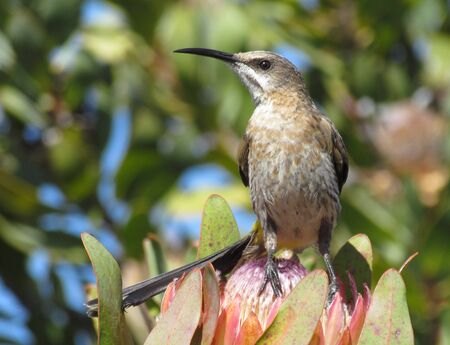 Cape Sugarbird on Proteaの写真素材