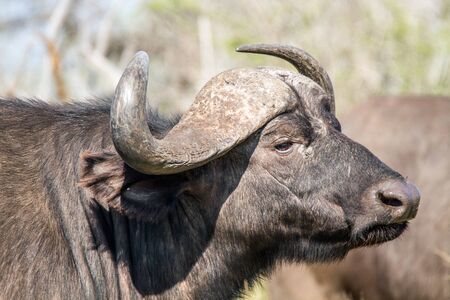 Portrait of Cape Buffalo, Kruger Park