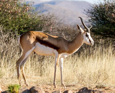 Springbok ramの写真素材