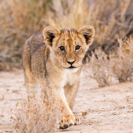 Lion cub, Kalahari desertの写真素材
