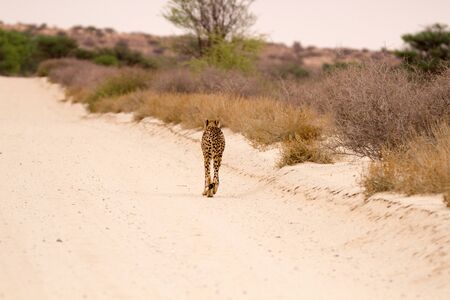 Cheetah walking in middle of road Kgalagadi Park, South Africa