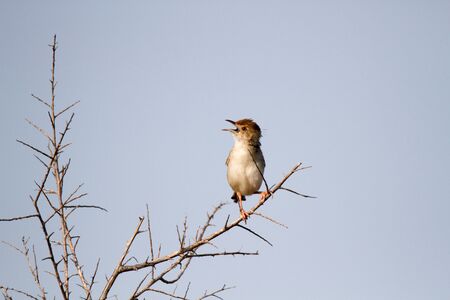 Cisticola singing in the Kruger Park, South Africaの写真素材