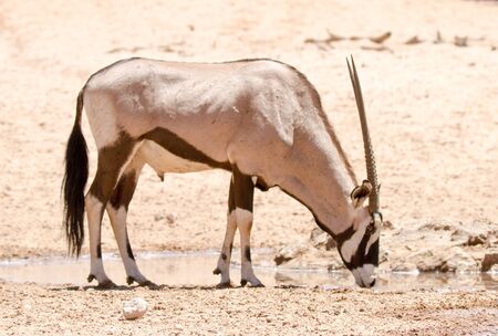 Gemsbok (oryx) bull drinking on the Kgalagadi Park South Africaの写真素材