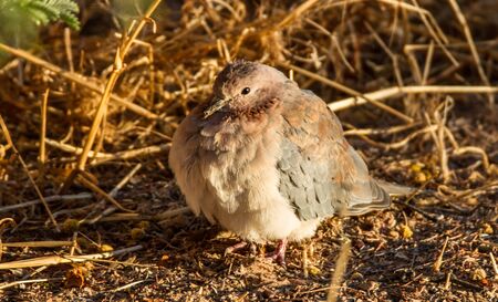 Laughing dove hunched against the bitter cold of a Kalahari morning in South Africa Diuth Afruca.の写真素材