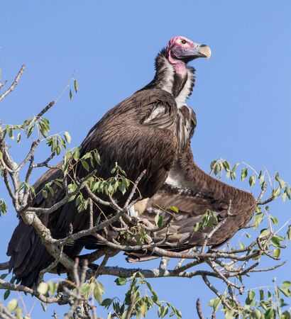 Lappet-faced vulture in the Kruger Park - the biggest vulture occurring there.の写真素材