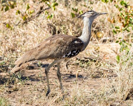 Kori Bustard, largest flying bird,  in the Kruger Parkの写真素材