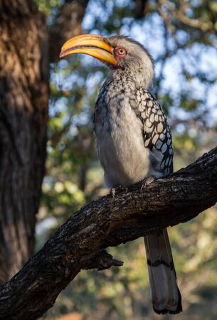 Southern Yellow-billed hornbill in Bateleur Bushveld camp Kruger Parkの写真素材