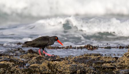 African Oystercatcher at Jeffreys Bayの写真素材
